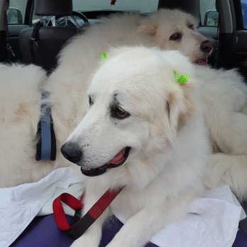 Pyrenees Pets - Zena with her cute bows! - Pet Groomers Near Me - Danville, California