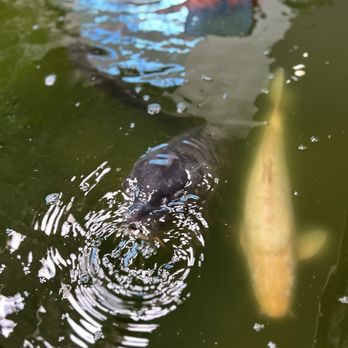 Hyatt Regency Houston West - Fish - Hotels Near Me - Houston, Texas