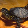 The Remarkable Reptiles gift card