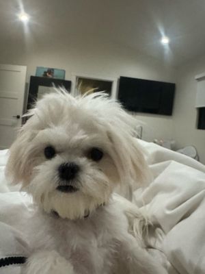 Lucky's Pet Care by null