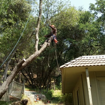 Ironwood Tree Service - Over 30 years experience working close to homes. - Tree Services Near Me - Penn Valley, California Ironwood Tree Service - Over 30 years experience working close to homes. - Tree Services Near Me - Penn Valley, California