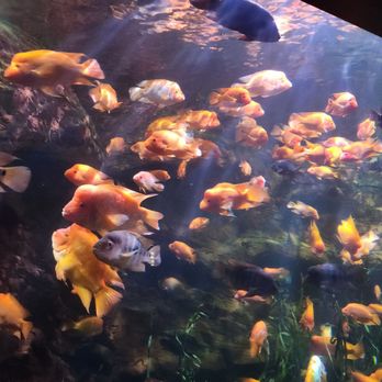 Tennessee Aquarium - School of fish - Aquariums Near Me - Chattanooga, Tennessee Tennessee Aquarium - School of fish - Aquariums Near Me - Chattanooga, Tennessee