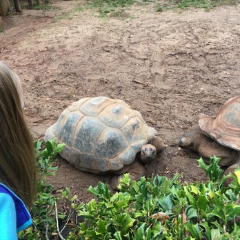 Greenville Zoo - Aldabra Tortoise - Zoos Near Me - Greenville, South Carolina