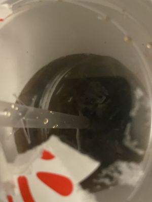 Jack in the Box by null