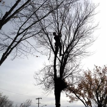 Arbor Man Tree Care - Tree Services Near Me - Edmonton, Alberta