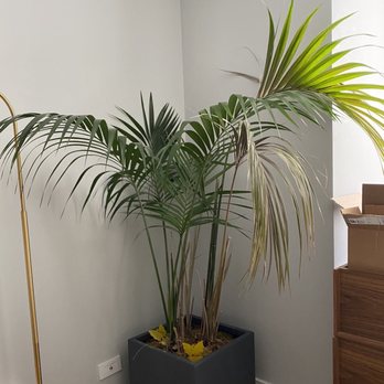 Raúl Retail - DEAD AFTER photo of Butterfly Palm due to root rot. -- August 6th, 2020 - Florists Near Me - New York, New York Raúl Retail - DEAD AFTER photo of Butterfly Palm due to root rot. -- August 6th, 2020 - Florists Near Me - New York, New York