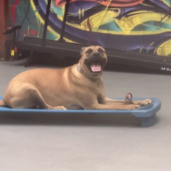 RFRD Academy - Delilah doing her placement training. - Pet Training Near Me - San Jose, California RFRD Academy - Delilah doing her placement training. - Pet Training Near Me - San Jose, California