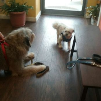 The Furry Inn - Remmy and his friend Chilli - Pet Boarding Near Me - Bridgeport, Connecticut The Furry Inn - Remmy and his friend Chilli - Pet Boarding Near Me - Bridgeport, Connecticut