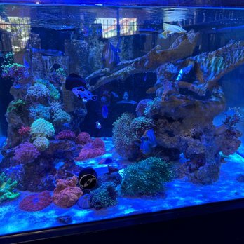 Splash Aquarium - Local Fish Stores Near Me - Sacramento, California Splash Aquarium - Local Fish Stores Near Me - Sacramento, California