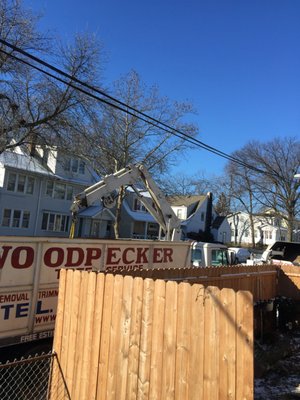 WOODPECKER TREE SERVICE - Updated January 2025 - 105 Photos & 29