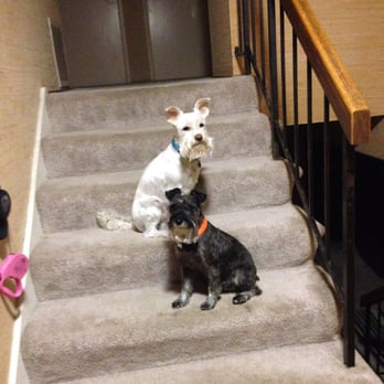 A Quality Grooming - here are two little babies - Pet Groomers Near Me - Vallejo, California