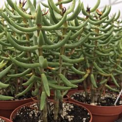 North County Roots Nursery