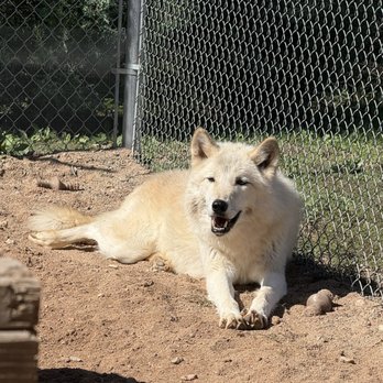 Sedona Wolf Sanctuary - Beautiful wolf! - Community Service/Non-Profit Near Me - Camp Verde, Arizona Sedona Wolf Sanctuary - Beautiful wolf! - Community Service/Non-Profit Near Me - Camp Verde, Arizona