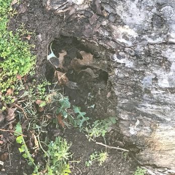 Stumpman - Tree Services Near Me Stumpman - Tree Services Near Me