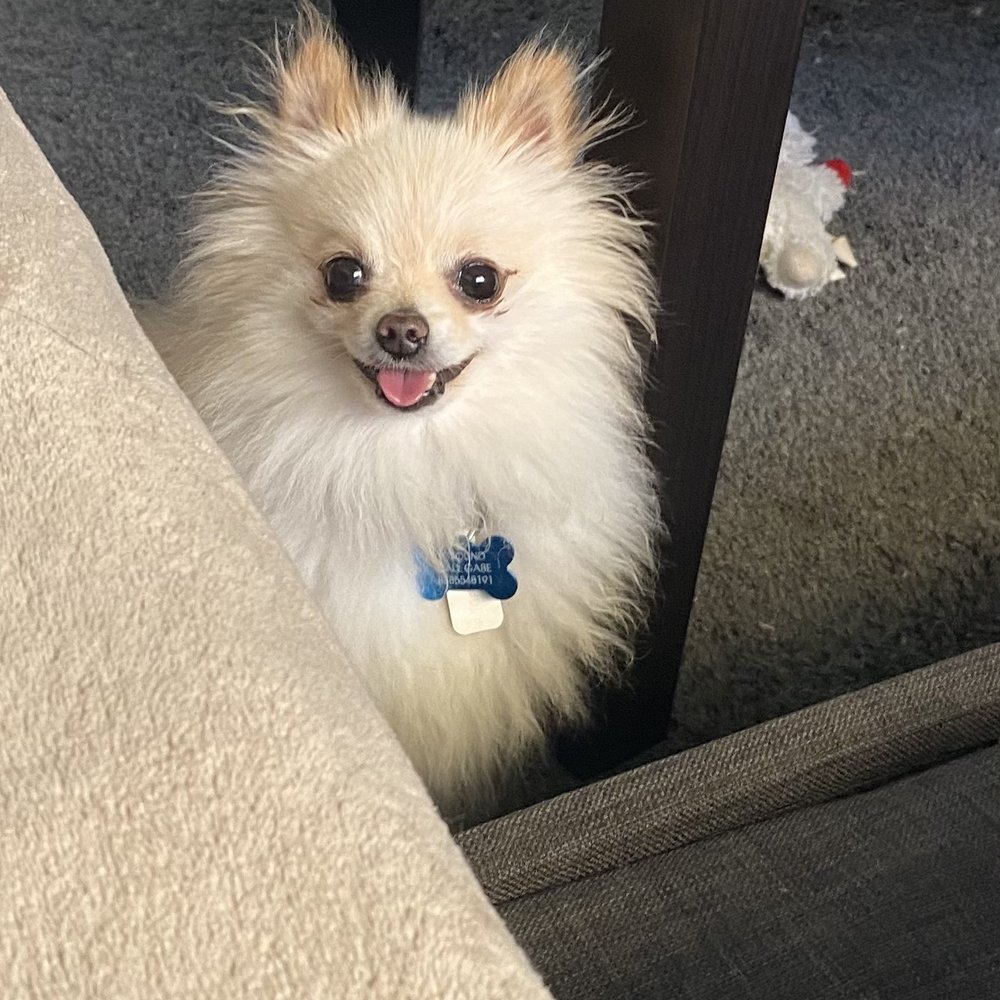 OC Pom Rescue - AFTER: Peanut is a happy little guy-- "Thank you OC Pom for saving me!!" - Community Service/Non-Profit Near Me - Huntington Beach, California OC Pom Rescue - AFTER: Peanut is a happy little guy-- "Thank you OC Pom for saving me!!" - Community Service/Non-Profit Near Me - Huntington Beach, California