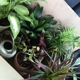 My beautiful plants