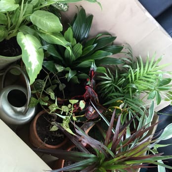 Indoor Outdoor Gardener - My beautiful plants - Nurseries & Gardening Near Me - Brooklyn, New York