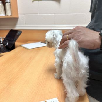 Trinity Pet Hospital - Exam and vaccine - Veterinarians Near Me - Laguna Hills, California Trinity Pet Hospital - Exam and vaccine - Veterinarians Near Me - Laguna Hills, California