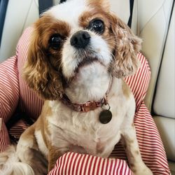 Leavenworth Pet Lodge & Grooming - Sedona's cute haircut