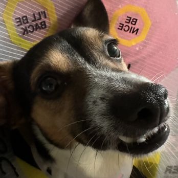 Adopt-a-Pet - My attempt to take a picture that showed his snaggle tooth while his cone was on. - Pet Adoption Near Me - Fenton, Michigan Adopt-a-Pet - My attempt to take a picture that showed his snaggle tooth while his cone was on. - Pet Adoption Near Me - Fenton, Michigan