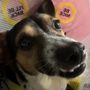 Photo of Adopt-a-Pet