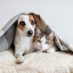 Neighborhood Veterinary Centers