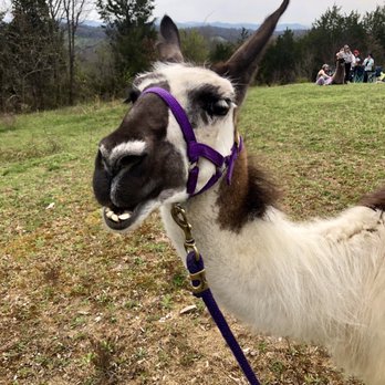 The Wandering Llamas - Zoos Near Me - Greeneville, Tennessee The Wandering Llamas - Zoos Near Me - Greeneville, Tennessee
