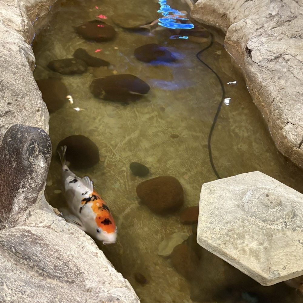 Ah-So Sushi & Steak - Pond inside the restaurant - Japanese Near Me - Glendale, Arizona Ah-So Sushi & Steak - Pond inside the restaurant - Japanese Near Me - Glendale, Arizona