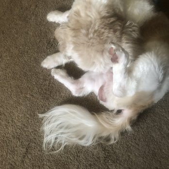 Petco - He's going crazy he can't sit. They shaved his balls to close they cut his penis. - Pet Training Near Me - Allen Park, Michigan