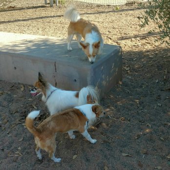 Chaparral Off Leash Area - Chaparral Dog Park Social Club ;) - Dog Parks Near Me - Scottsdale, Arizona Chaparral Off Leash Area - Chaparral Dog Park Social Club ;) - Dog Parks Near Me - Scottsdale, Arizona
