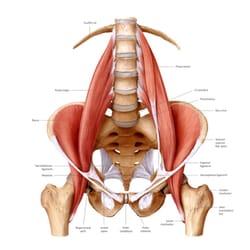 Soma Healing Massage Therapy - The Iliopsoas is a crucial aspect to what could be contributing to chronic lower back pain.