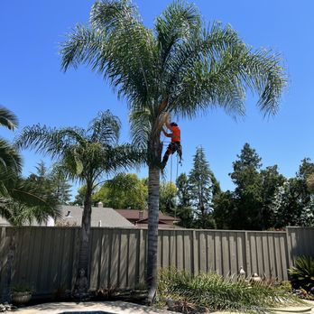 Quality Tree Care - Tree Services Near Me - Pleasant Hill, California Quality Tree Care - Tree Services Near Me - Pleasant Hill, California