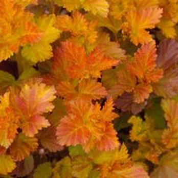 Milarch Nursery - Nurseries & Gardening Near Me - Wixom, Michigan