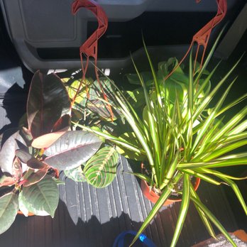 Green Touch Nursery - House plants! - Nurseries & Gardening Near Me - Bellflower, California Green Touch Nursery - House plants! - Nurseries & Gardening Near Me - Bellflower, California