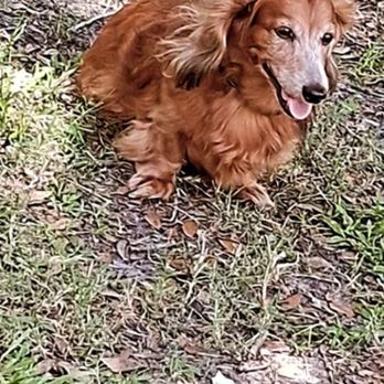Elyse's Sitting Service - Pet Sitting Near Me - Bartow, Florida Elyse's Sitting Service - Pet Sitting Near Me - Bartow, Florida