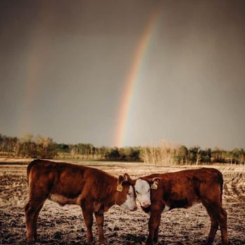 Carlton Farms - two cows in a field with a rainbow in the background - CSA Near Me - Rockmart, Georgia
