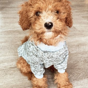 K9 Bar Academy - Anthony from K9 taught my mini goldendoodle puppy to sit on my command!! - Pet Training Near Me - Studio City, California
