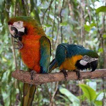Jungle Island - Amusement Parks Near Me - Miami, Florida Jungle Island - Amusement Parks Near Me - Miami, Florida