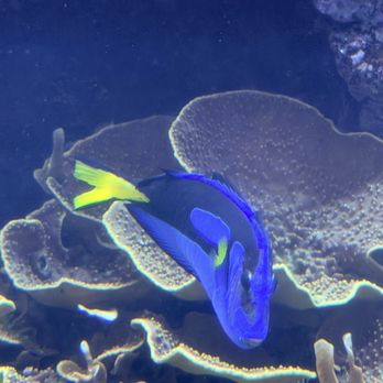 Downtown Aquarium - Seafood Near Me - Houston, Texas