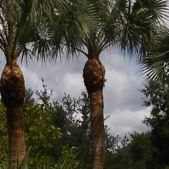 Central Florida Tree Service - More palm shaping - Tree Services Near Me