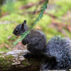 Huddart County Park - Huddart County Park