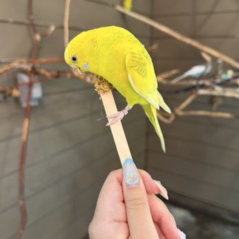 Cheyenne Mountain Zoo - Feeding the birds for $1 (cash only) - Zoos Near Me - Colorado Springs, Colorado Cheyenne Mountain Zoo - Feeding the birds for $1 (cash only) - Zoos Near Me - Colorado Springs, Colorado