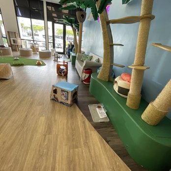 Cattyshack Cat Cafe - Themed Cafes Near Me - Fort Myers, Florida Cattyshack Cat Cafe - Themed Cafes Near Me - Fort Myers, Florida