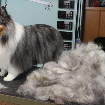 K9 Clippers - Pet Groomers Near Me - Whitchurch-Stouffville, Ontario K9 Clippers - Pet Groomers Near Me - Whitchurch-Stouffville, Ontario