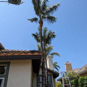 Roger's Tree Service - Tree Services Near Me Roger's Tree Service - Tree Services Near Me