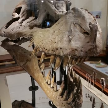 Field Museum - Museums Near Me - Chicago, Illinois Field Museum - Museums Near Me - Chicago, Illinois