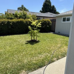 Japanese Full Moon Maple tree Japanese Full Moon Maple tree
