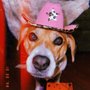 Photo of Open Gates Pet Resort