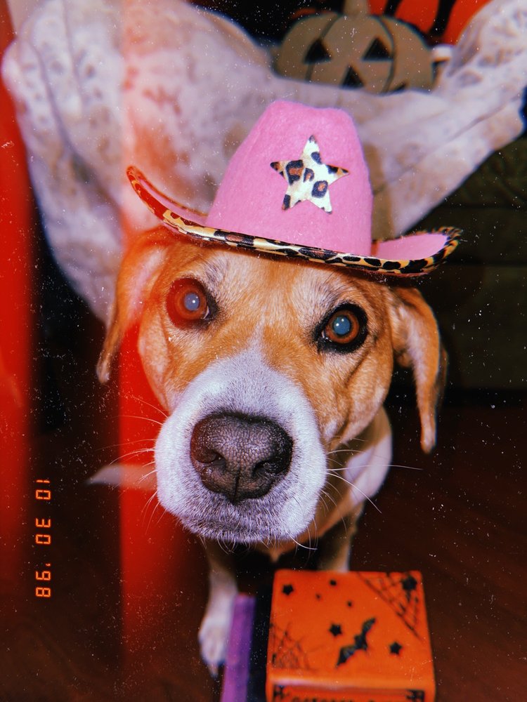 OPEN GATES PET RESORT Updated October 2024 15 Photos 3465 Co Rd