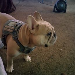Freshly groomed.